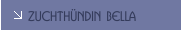 Zuchthündin BELLA